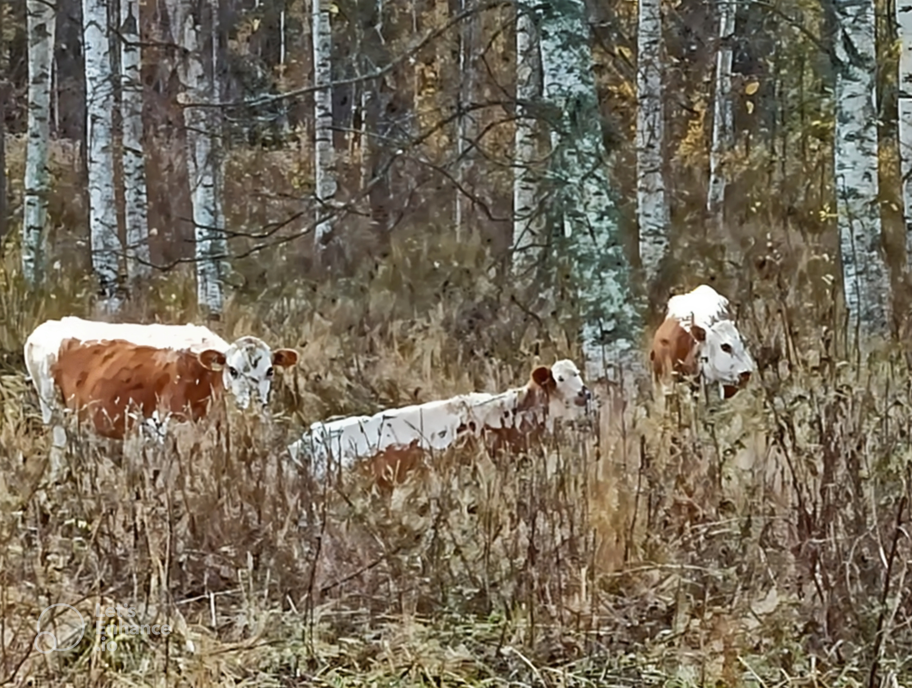 Kyyttö tilalla
